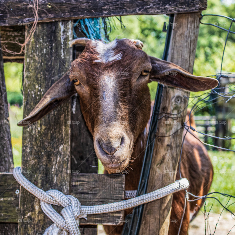 Brown goat with floppy ears stares at us through a gap in a wooden fence