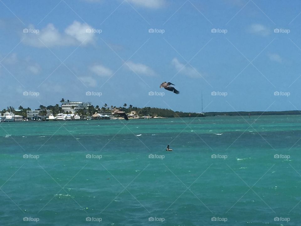 Pelican in flight