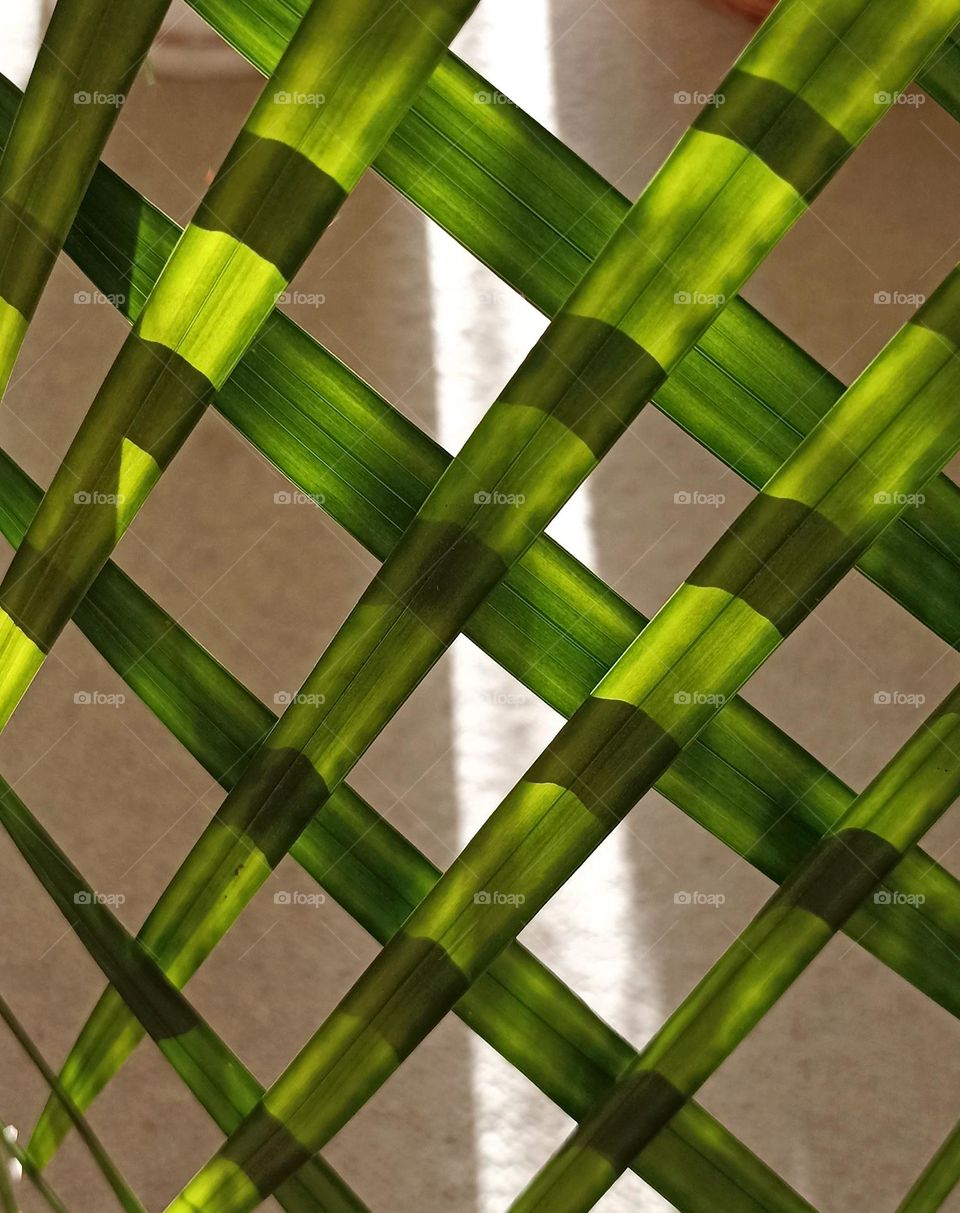 geometric shapes green leaves