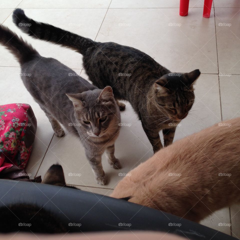 3 cats 🐱 