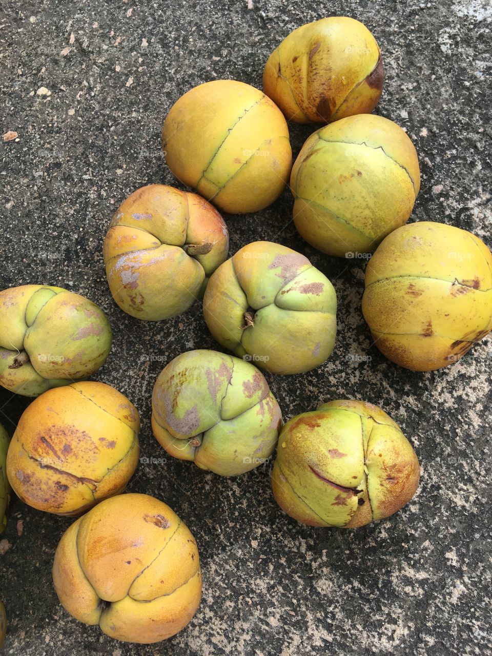 ‪Eu tinha um pé de dilênia aqui em casa, e o do meu cunhado, que persiste, está carregado dessas incríveis frutas!‬
‪Você conhece as propriedades medicinais da exótica planta?‬