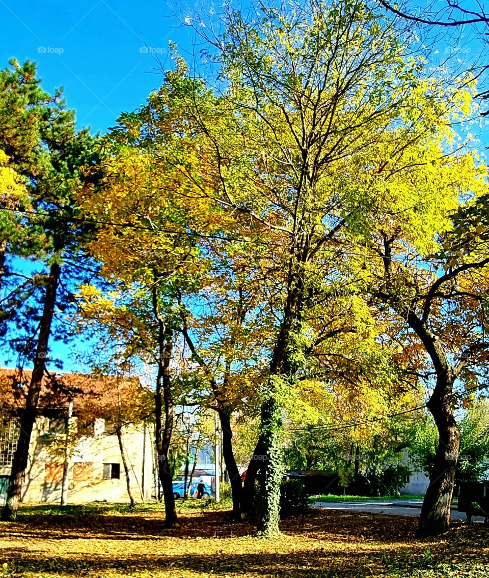 sunny november morning