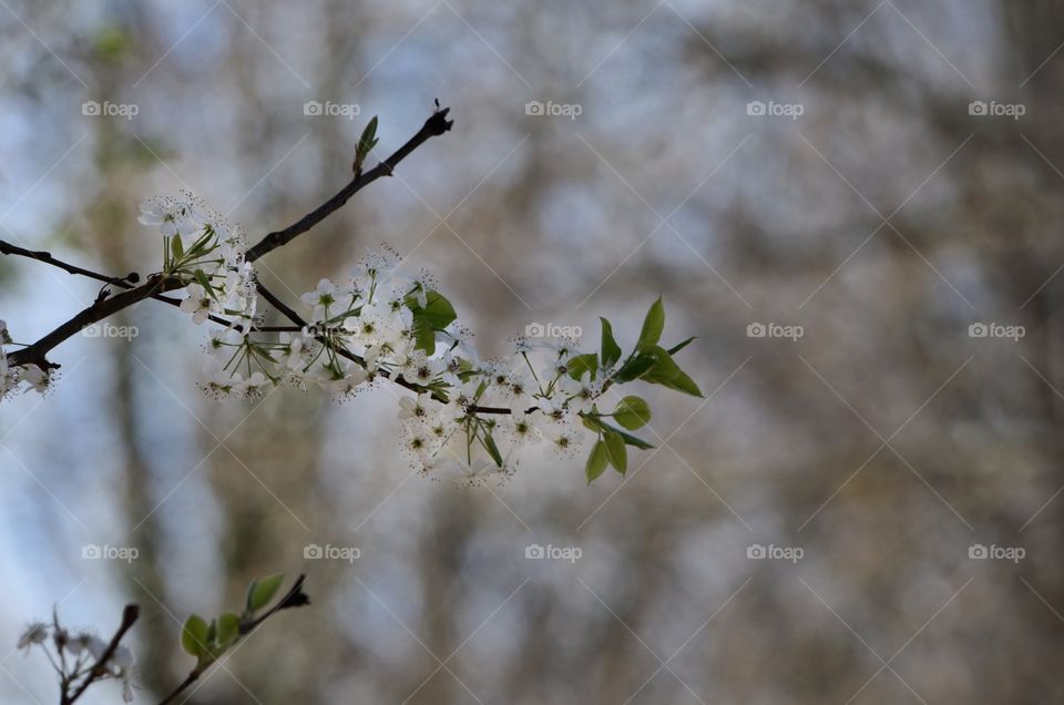 Close-up of tree branch