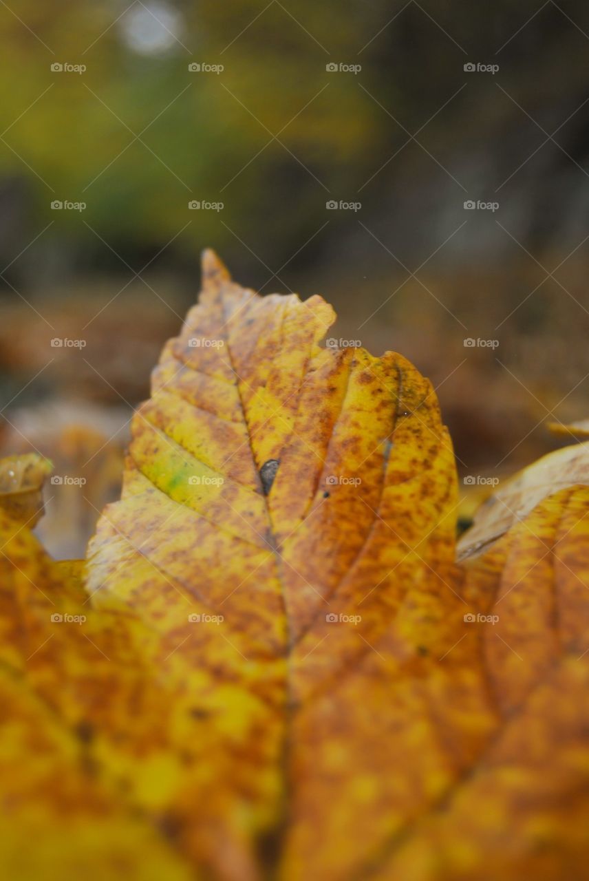 Close-up of yellow leaf