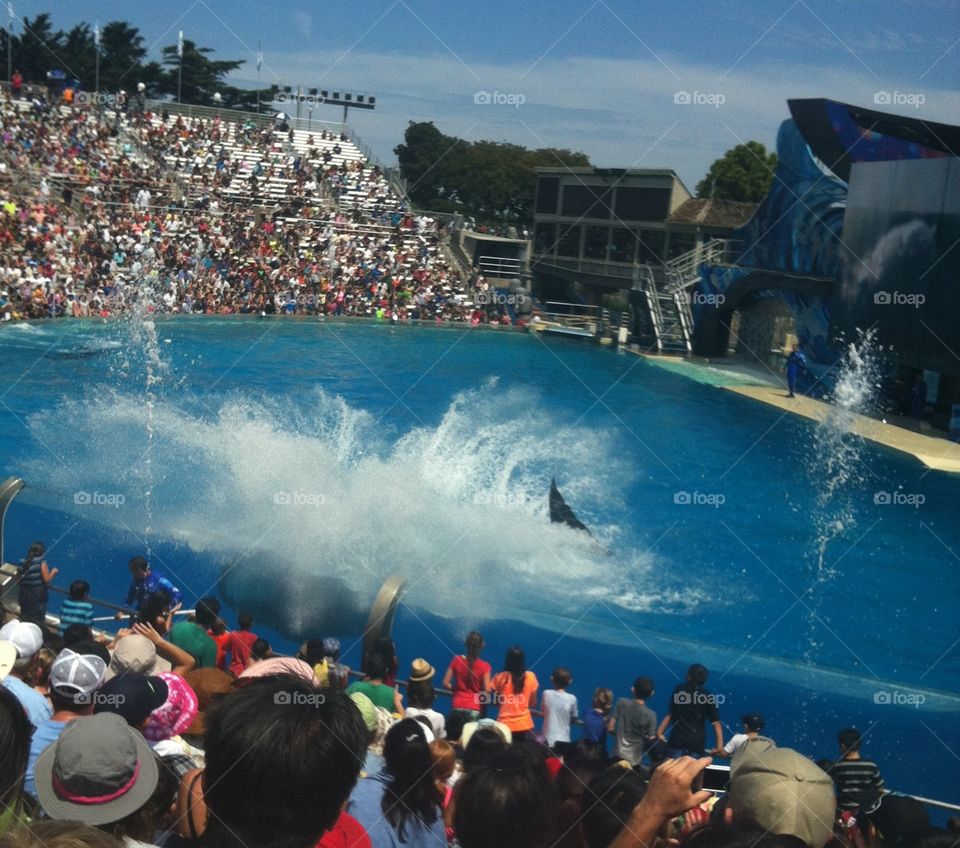 A large splash caused by a whale