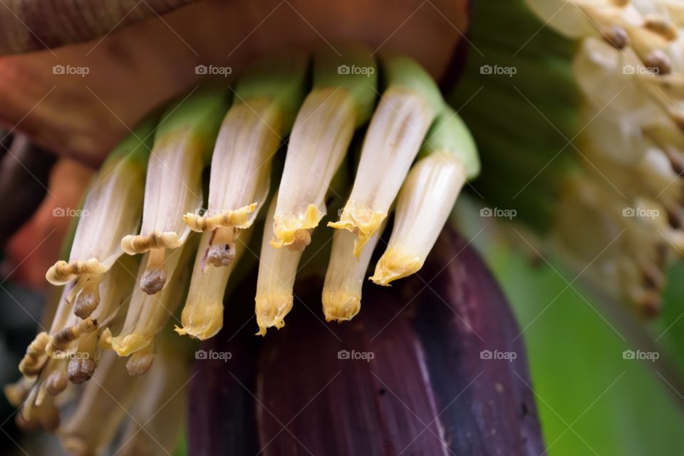 Banana palm closeup