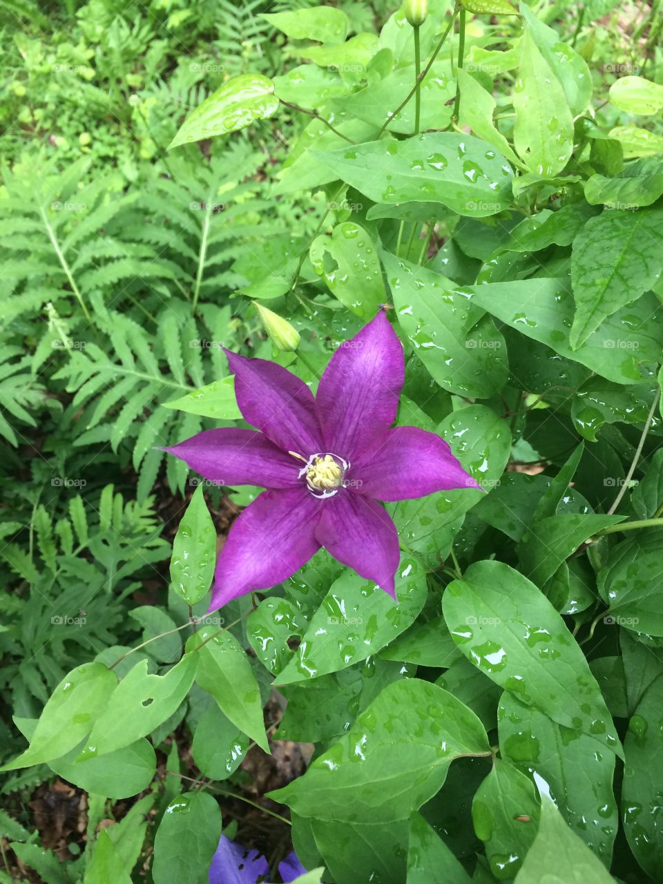 Purple Flower. Taken at my sisters camp