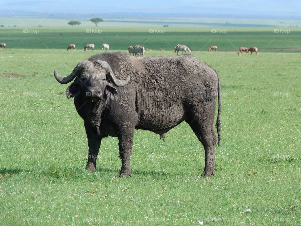 He’s not happy with us. The most dangerous animal in Africa, more deaths from Buffalo than any other animal in Africa. 