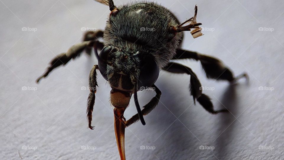 Saddest Bee who realised that he can't fly anymore ! bee who lost one of his wings, disabled insects