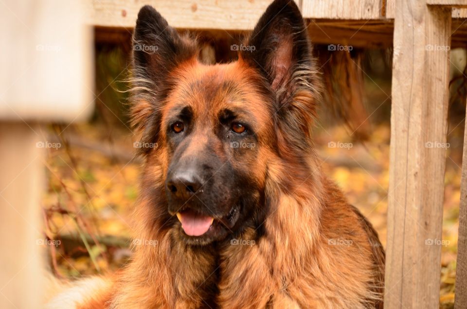 german shepherd