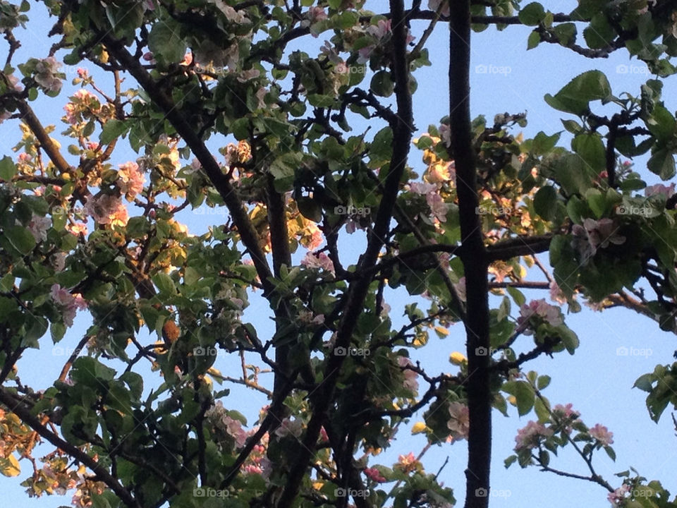 Blossoming in the Evening Sun