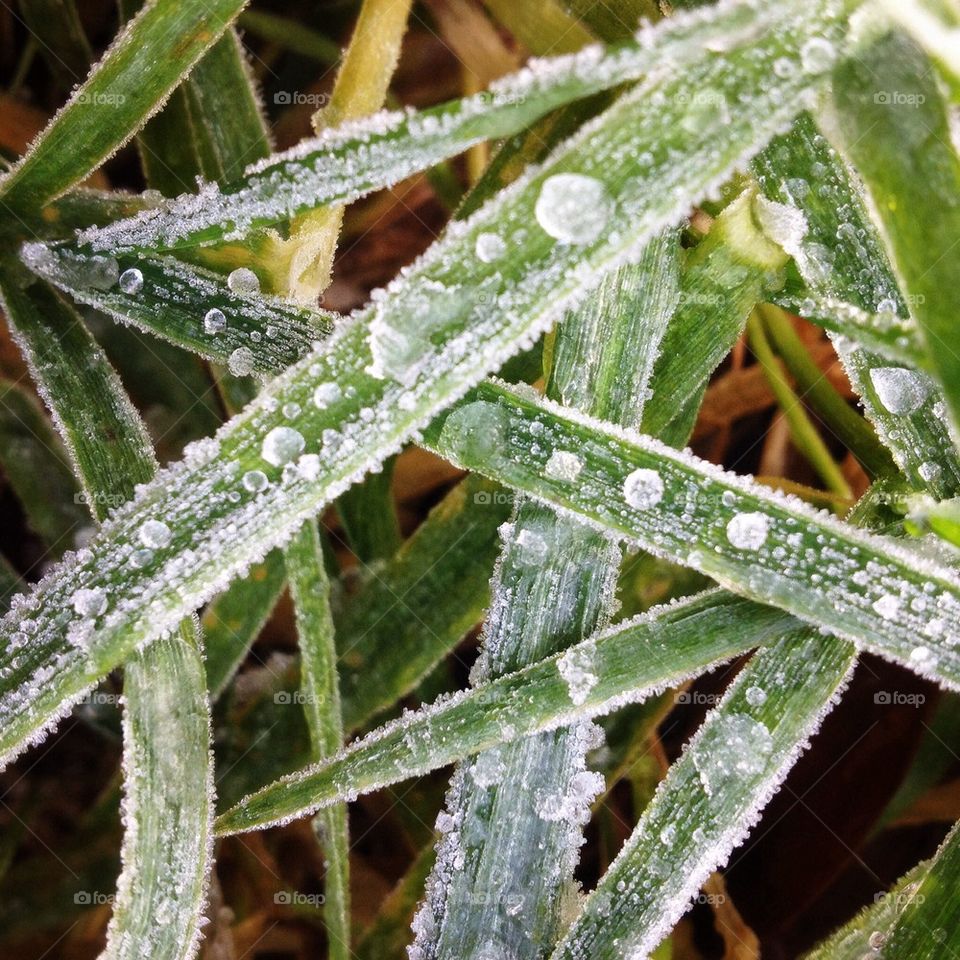 Blades of grass with ice droplets