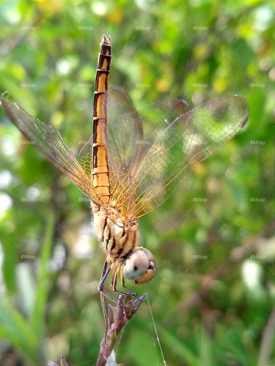 Upright yellow dragonfly.