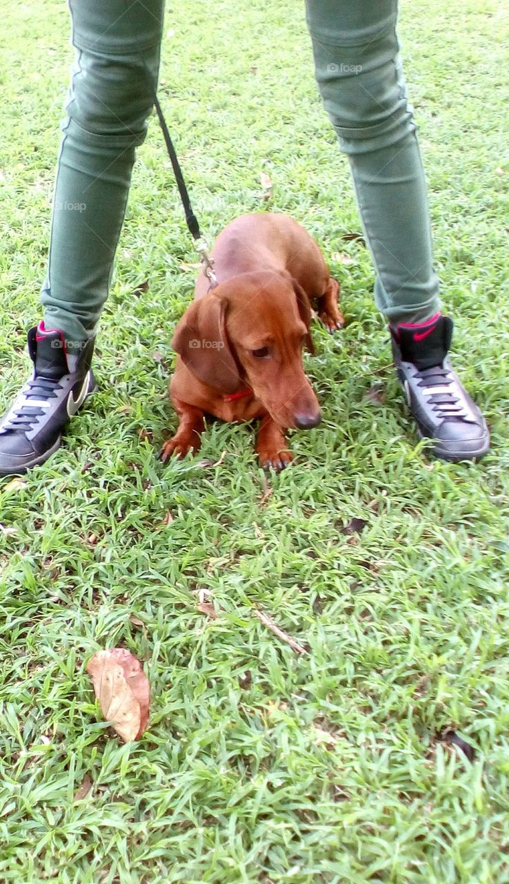 Cute little dog in nature