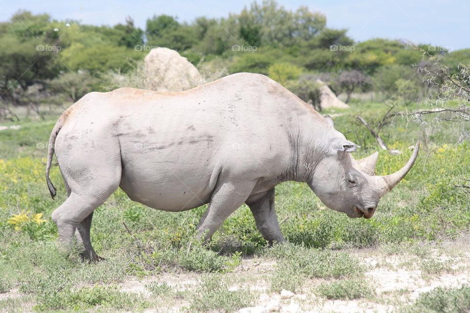rhino, namibia