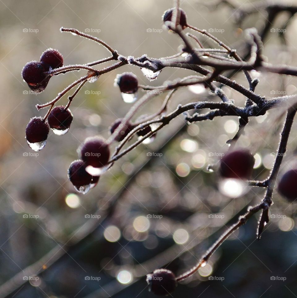 Droplets of dew on autumn berries after a thaw of early morning frost 