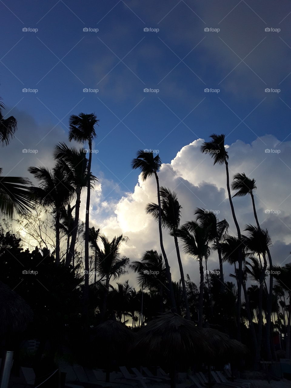 palm trees clouds evening in the tropics