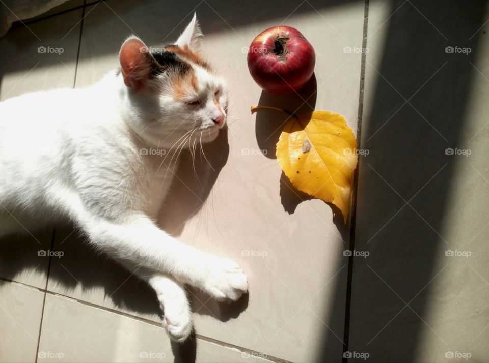 Cat, Cute, Portrait, Kitten, Pet