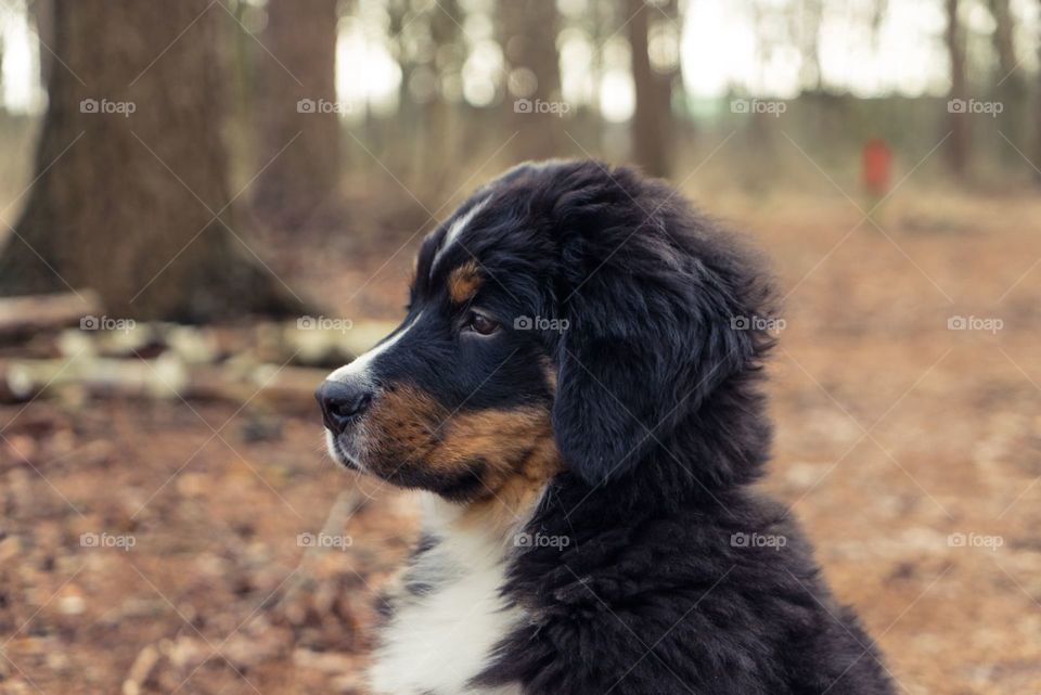 Cute bernese Mountain dog puppy