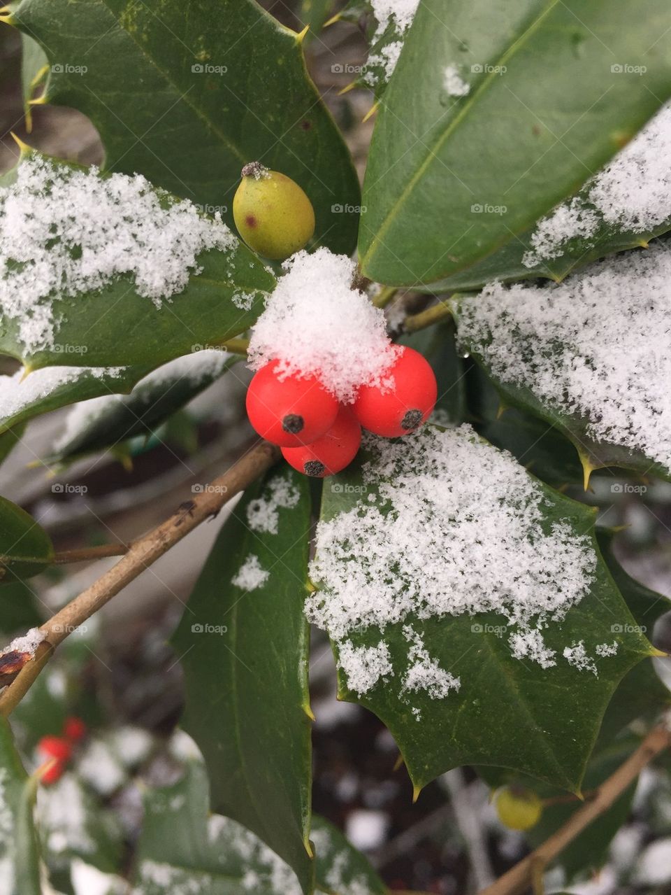 Holly berries in the snow 