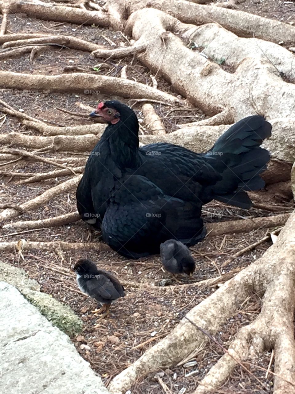 Black hen with two little chicks