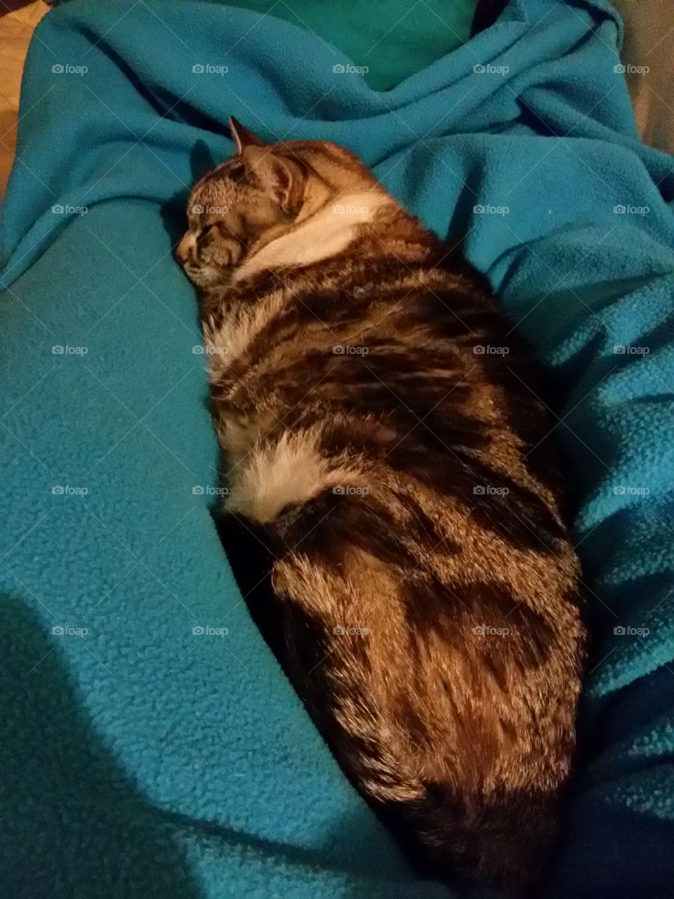 cat sleeping between legs