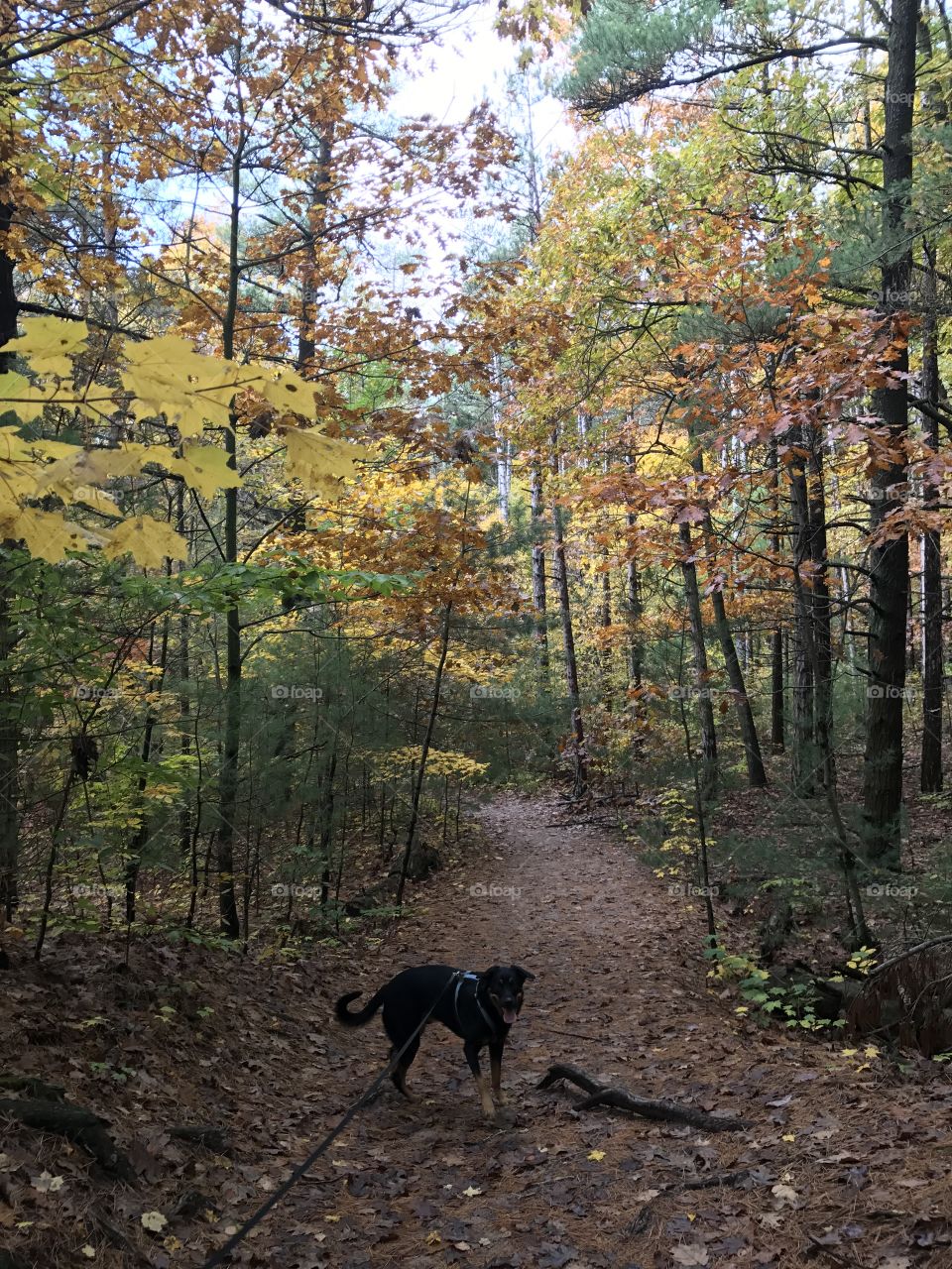 Saugatuck Michigan walks with my dog in the fall!