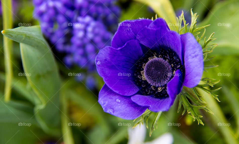 Close-up of a purple flower