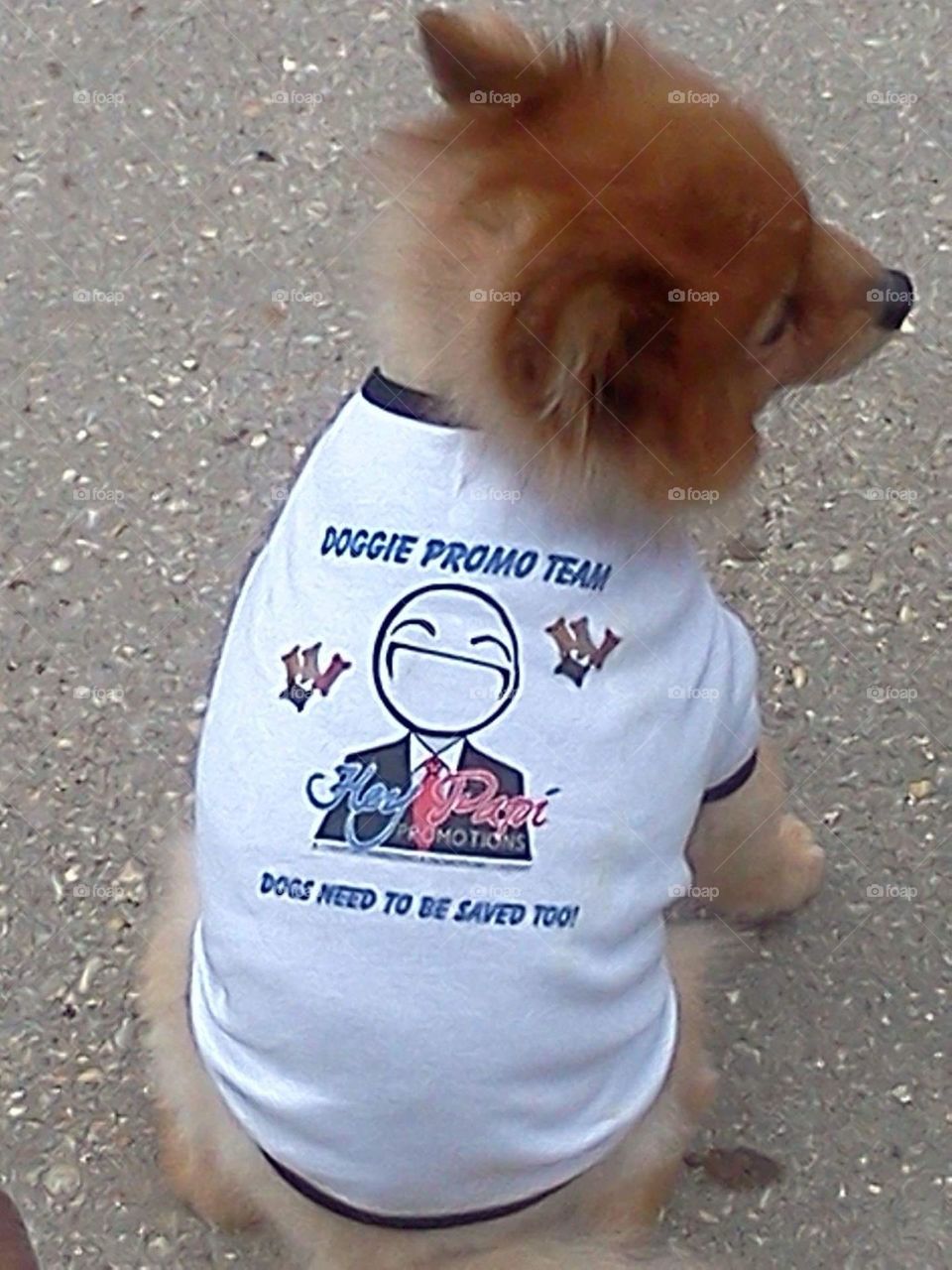 Simba wearing All Dogs Need To Be Saved Too t-shirt
