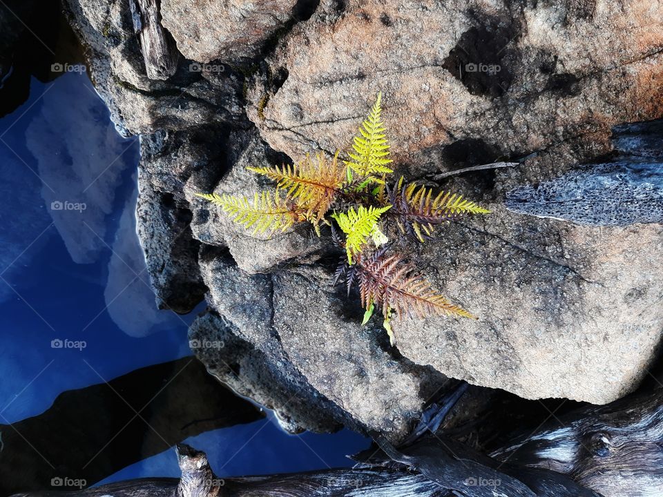 fern on the rock