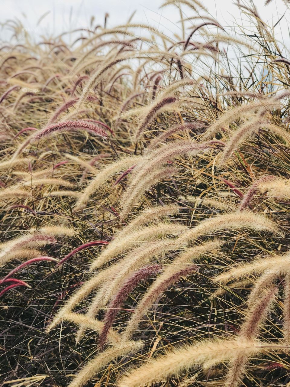 Foxtail weed grass flowers in nature sunlight.

