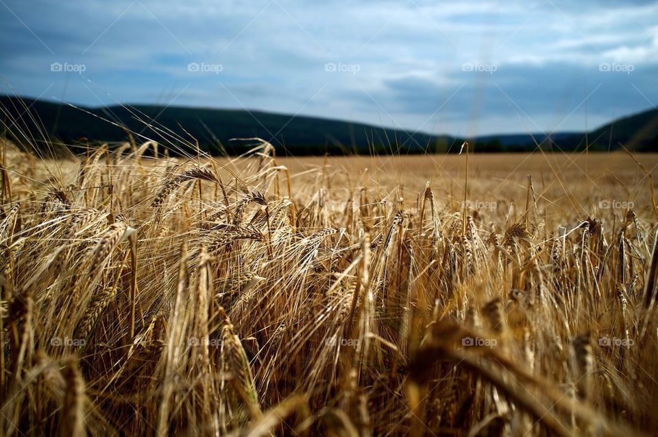 A field of wheat under a broody sky with black hills I'm the