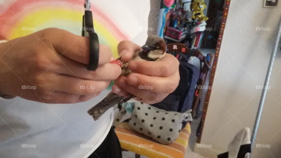 Help Birds 4