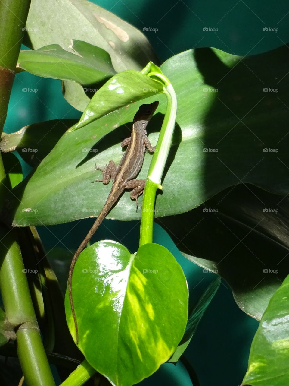 lizard looking for shade