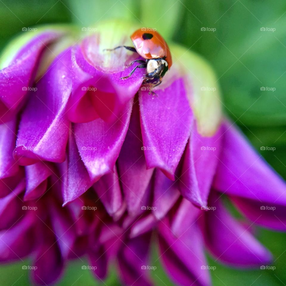 Little ladybird on a plant I was given as a gift .. love how her head looks silver in the sunlight 🐞