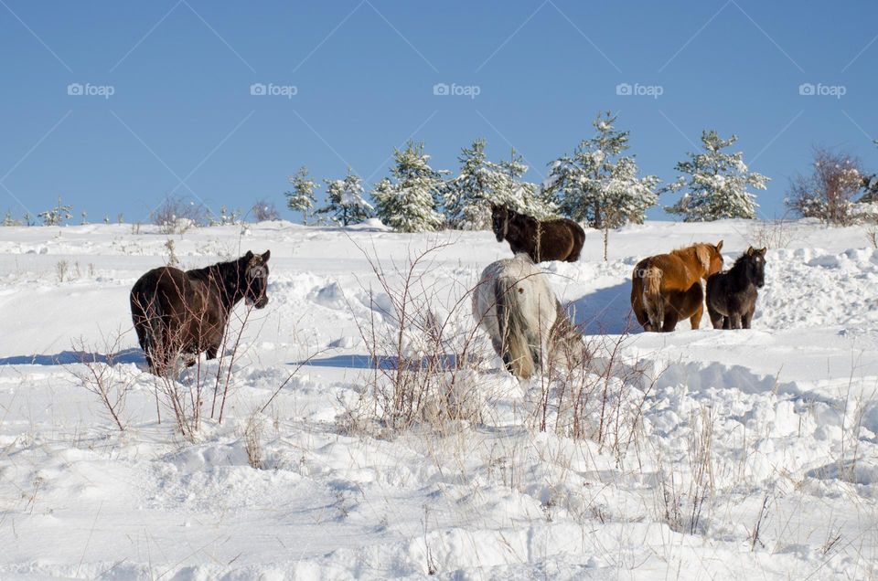 Horses in the Snow