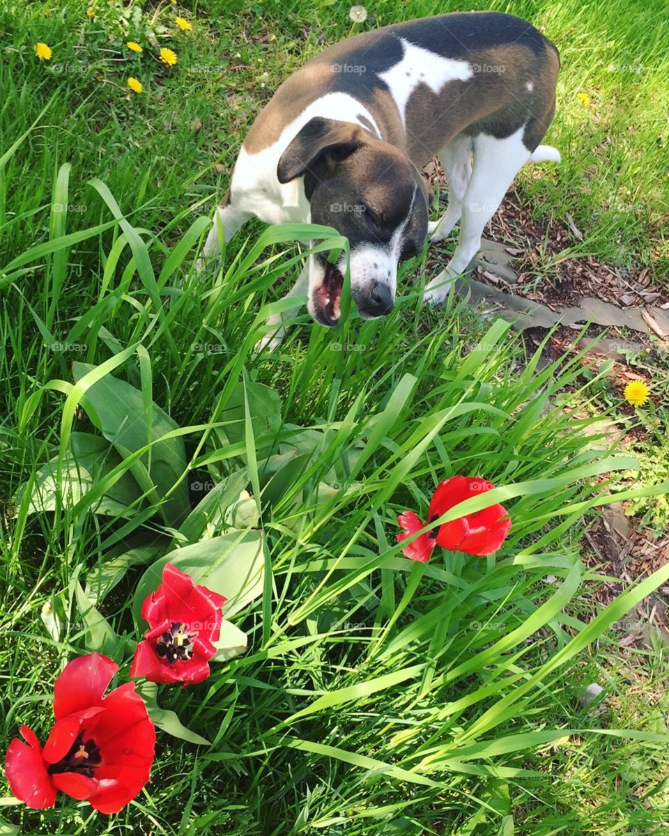 Puppy + flowers