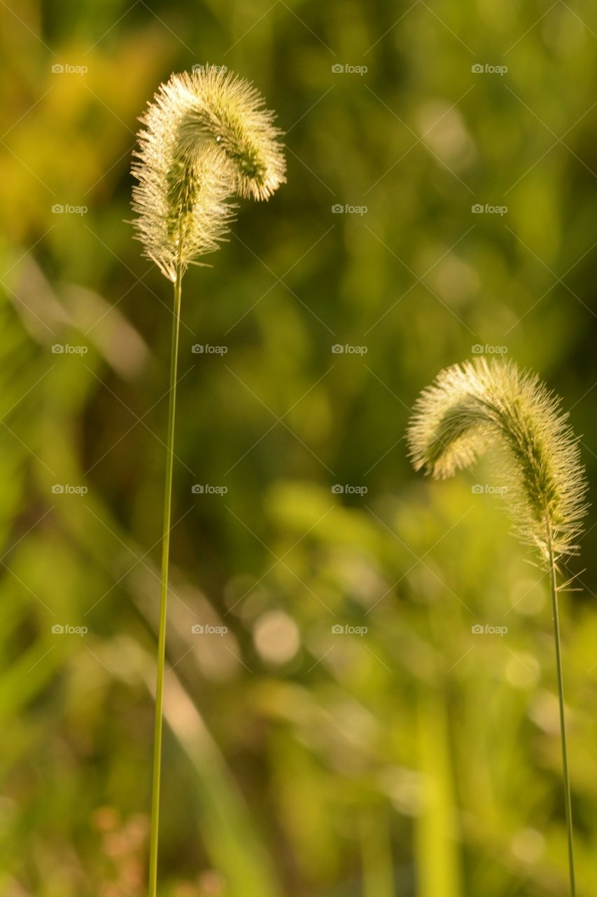 Timothy Grass Seedhead