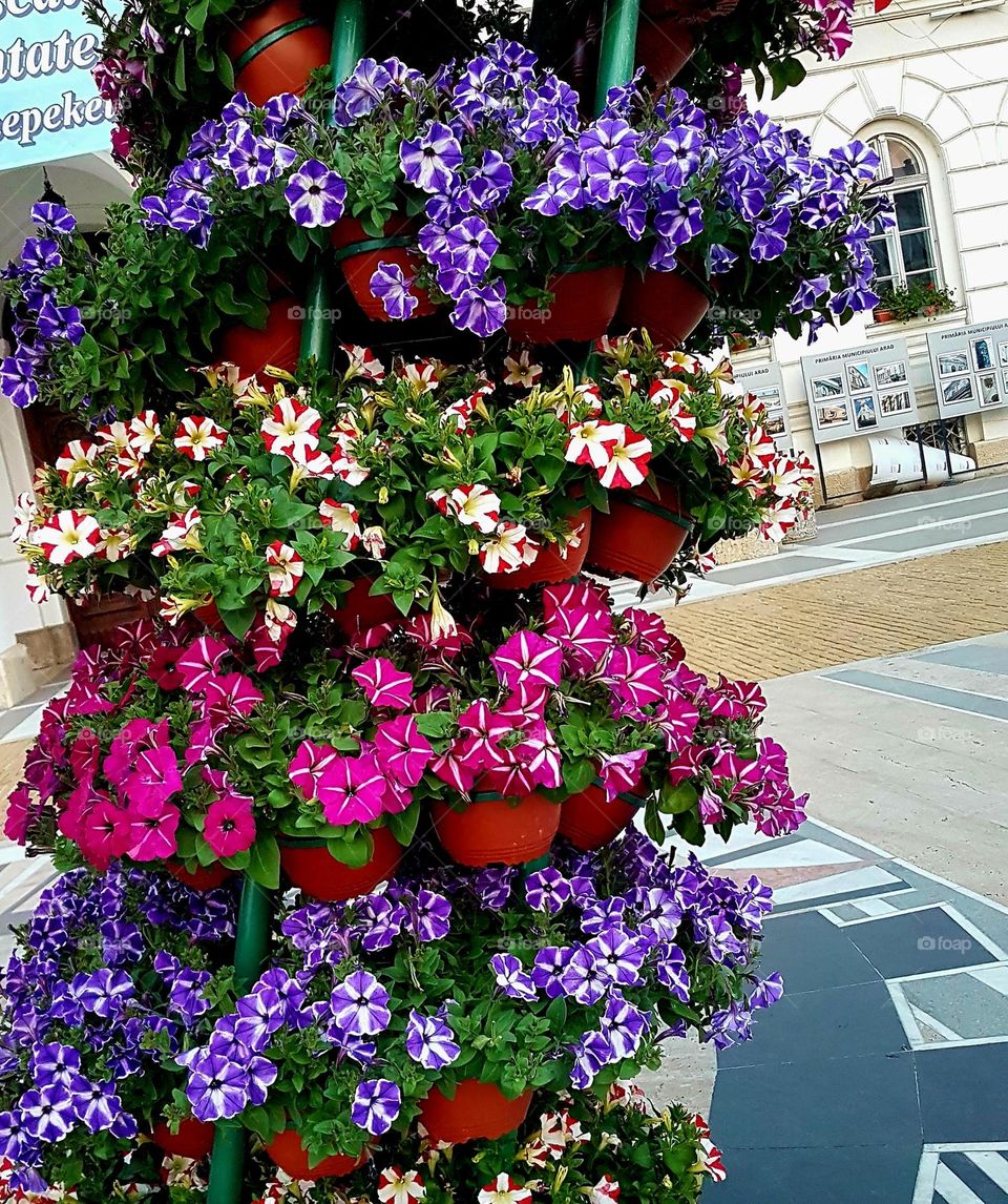 magenta flowers