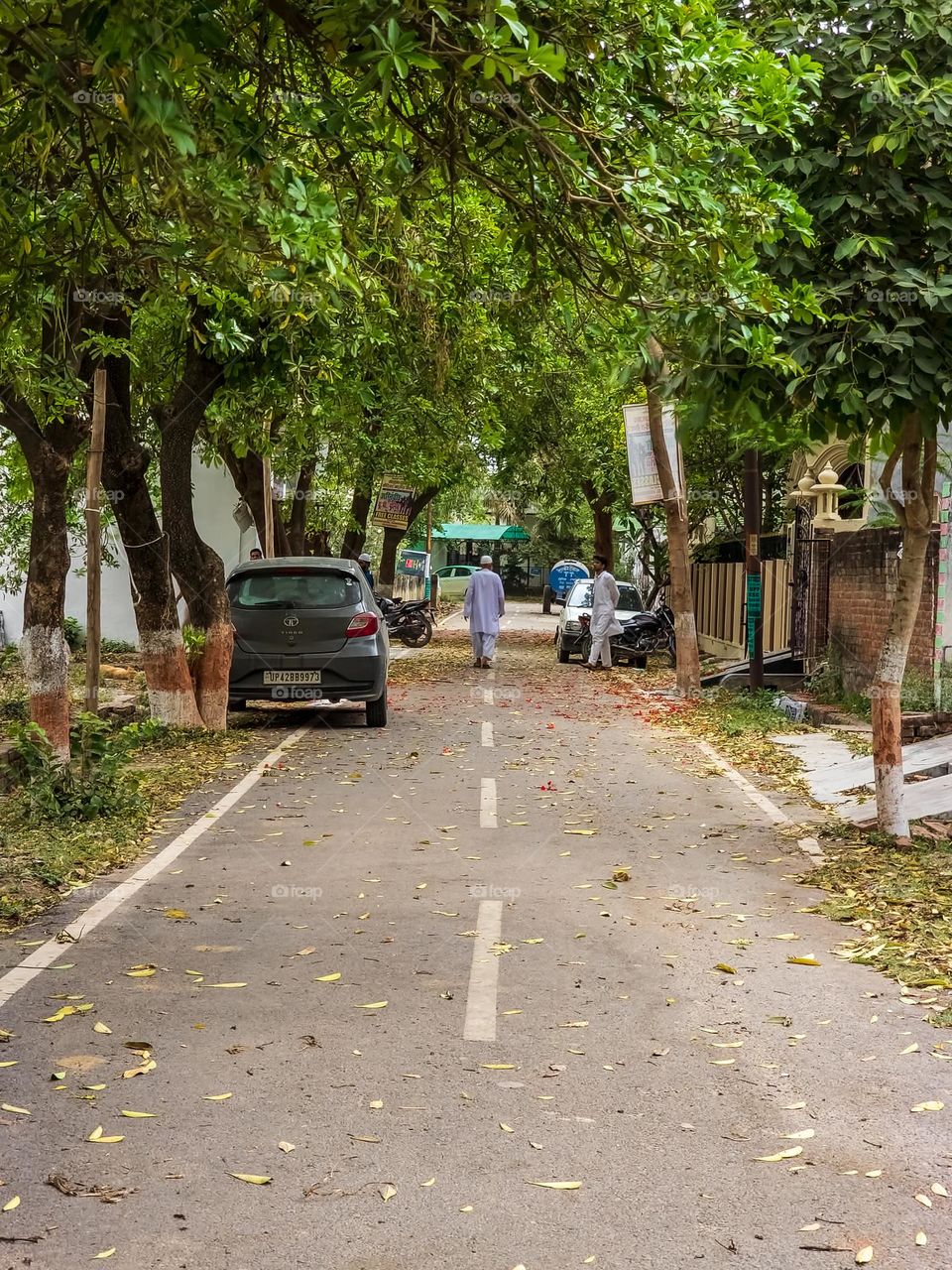 Trees covered on both side of street