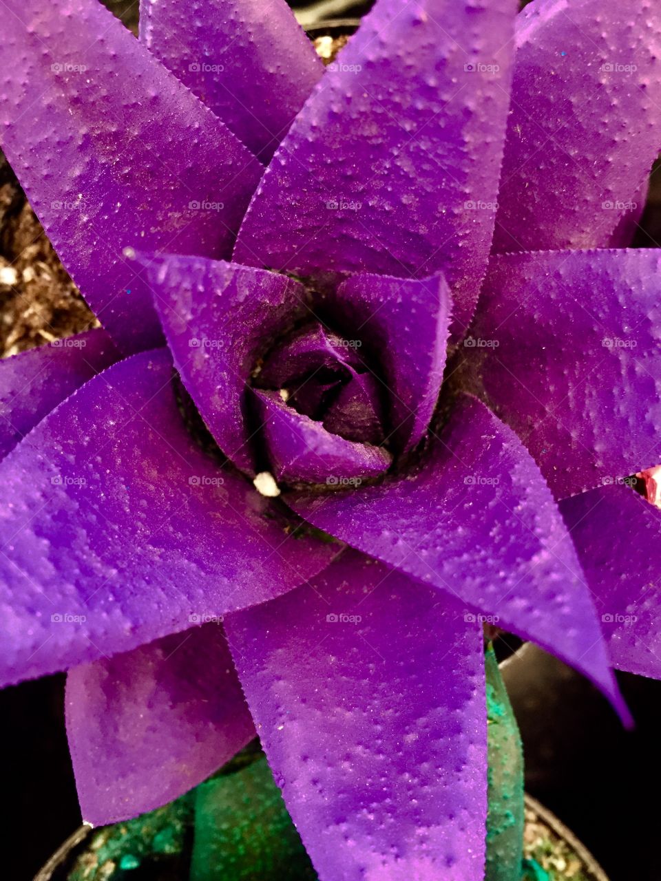 Beautiful purple cactus flower