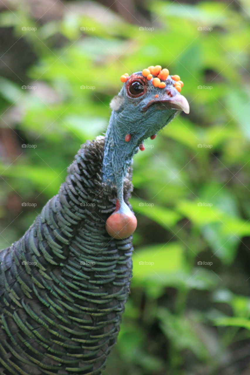 Wild Turkey