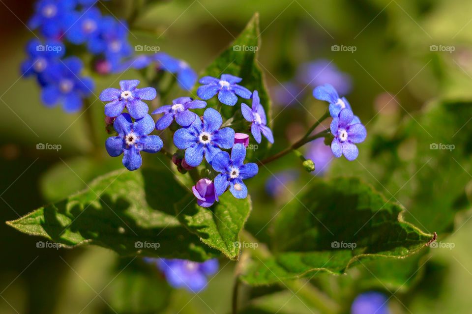 Close up of beautiful blue flower - Forget me not
