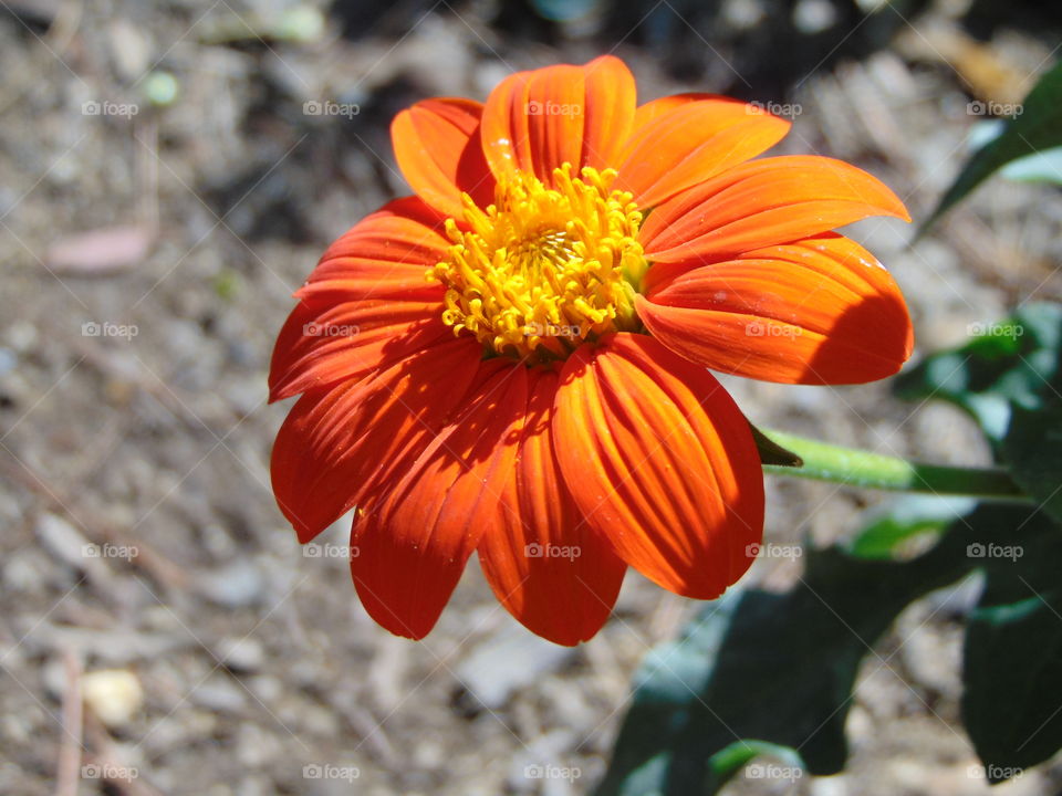 Orange flower in a community garden