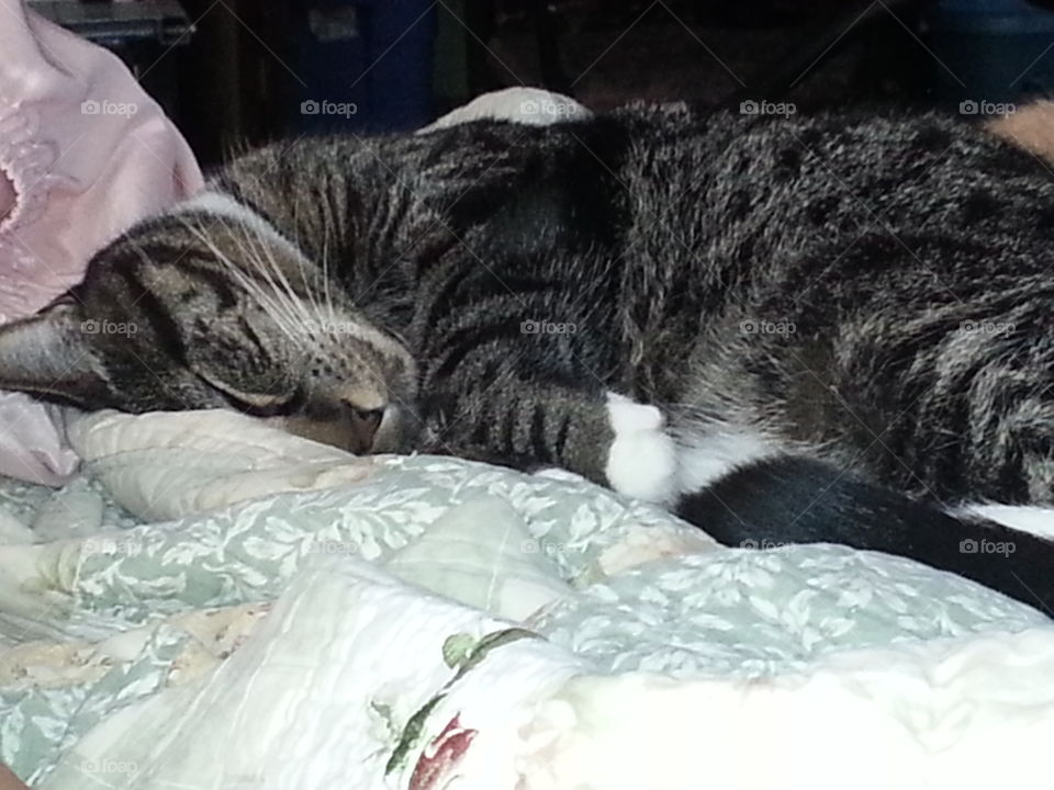 Sleepy tabby Acer