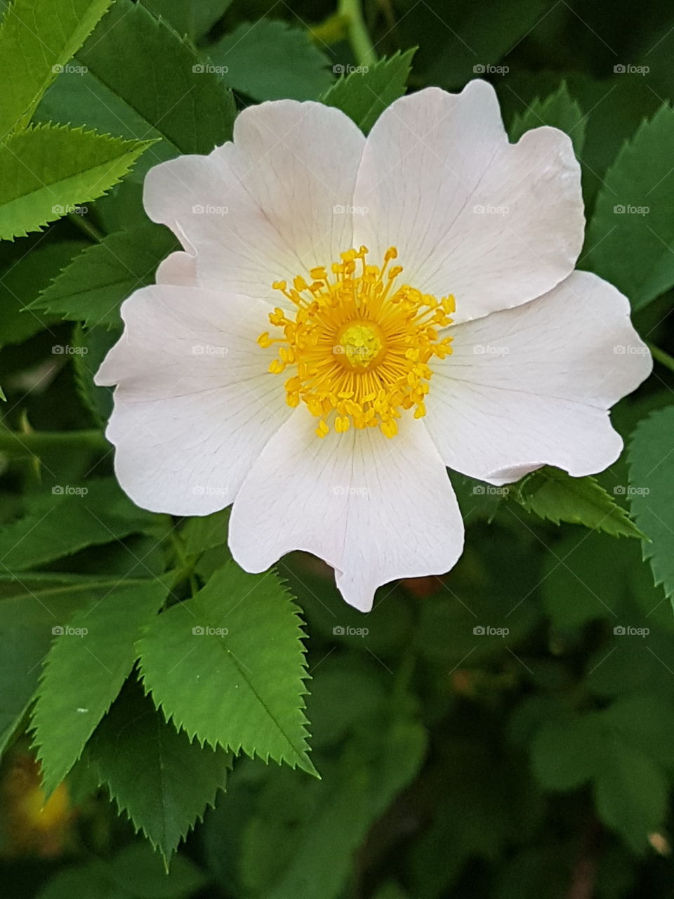 beautiful dog rose with open heart