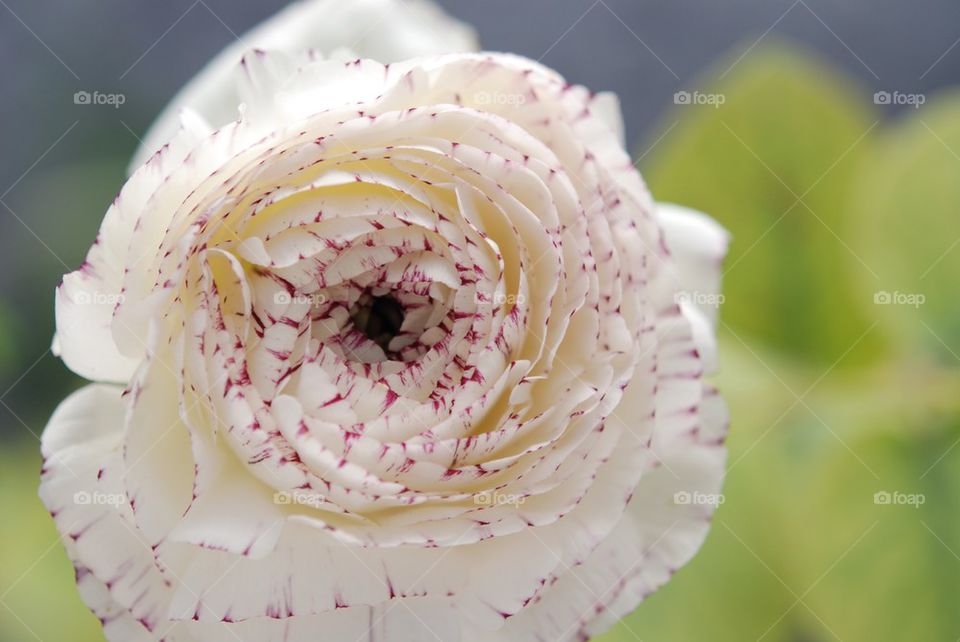 Close-up of buttercup flower