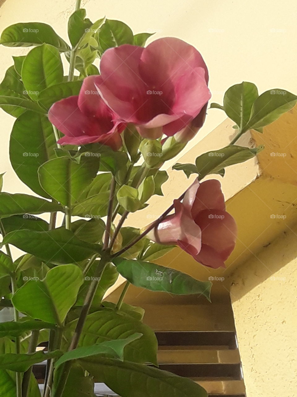 three beautiful morning glory flowers