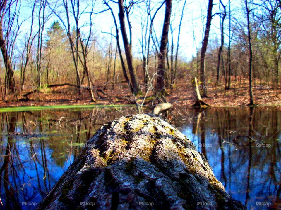 Scenics view of trees in forest