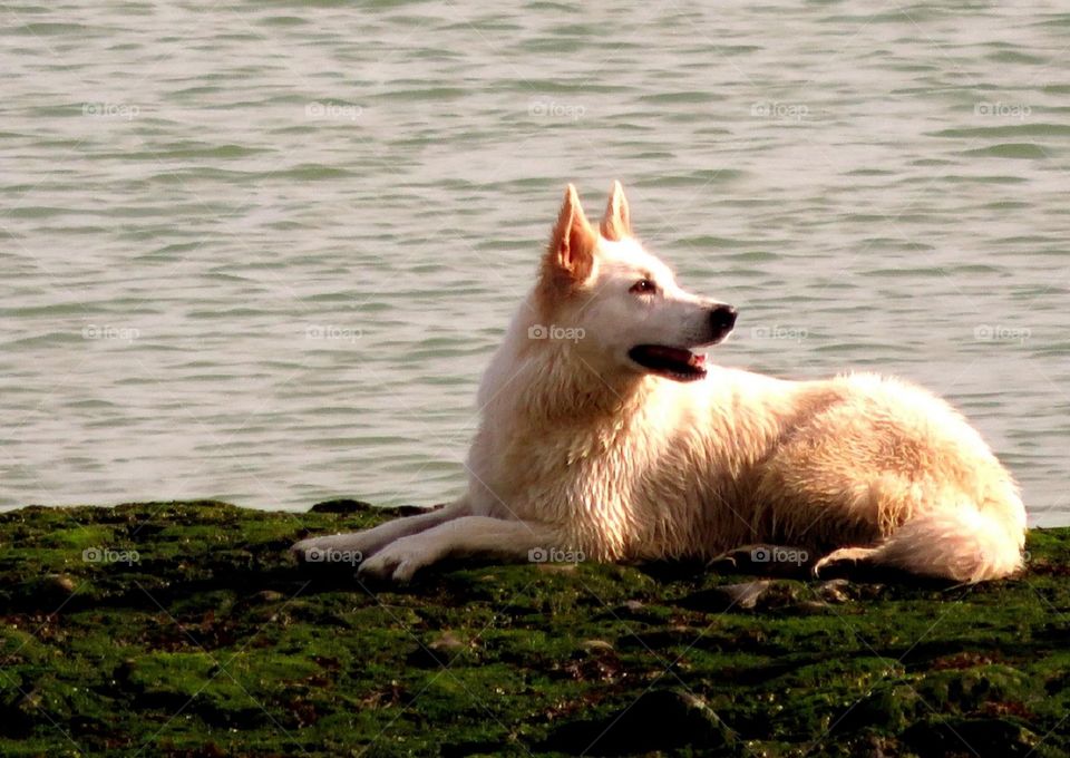 Dog resting near sea